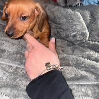 Cucciolo di bassotto
