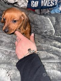 Cucciolo di bassotto