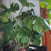 pianta monstera