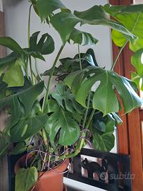 pianta monstera