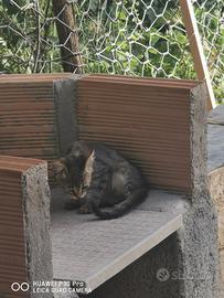 Gattini