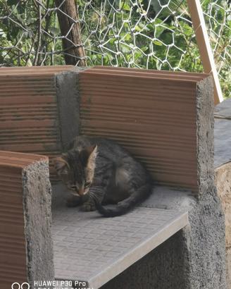 Gattini