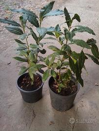 Piante di alloro