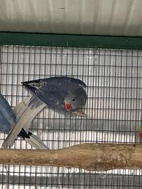 Parrocchetto dal collare