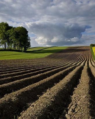 Terreno Agricolo Borgo Veneto [Cod. rif SA22VRG]