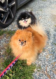 MONTA Volpino pomerania orange TOY