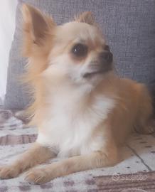 Chihuahua maschio