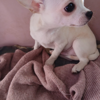 Cucciolo chihuahua taglia molto piccola