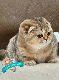 Scottish Fold e British Shorthair