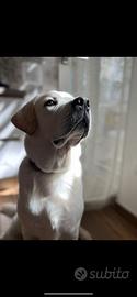 Labrador disponibile per accoppiamento
