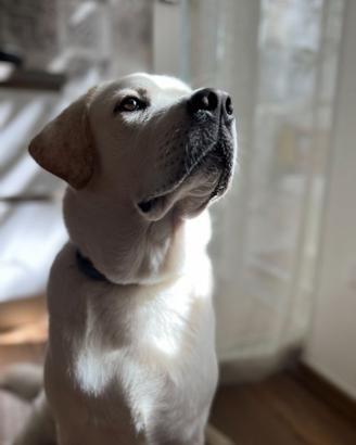 Labrador disponibile per accoppiamento