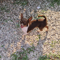 Chihuahua maschio