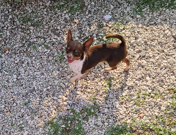 Chihuahua maschio
