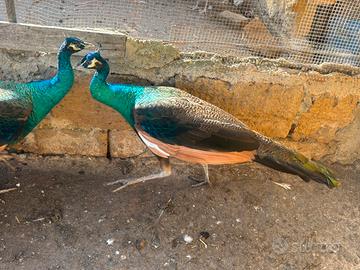 Pavoni maschi di un anno spalding comuni