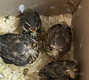 Cesene e sasselli 2026