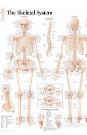 Poster per studio medico the Skeletal System