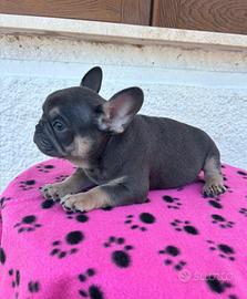 Cuccioli di bulldog francese esotici