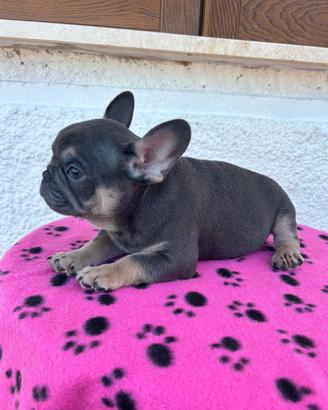 Cuccioli di bulldog francese esotici