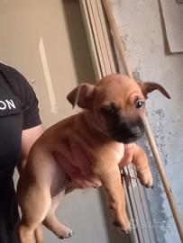 Cucciolo princery e chihuahua