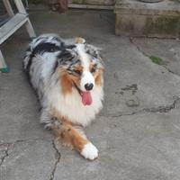 Pastore australiano per monta