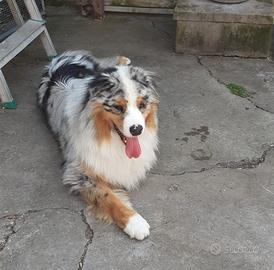 Pastore australiano per monta