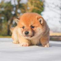 Cucciolina femmina di Shiba Inu rossa