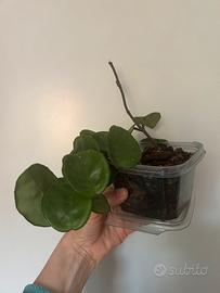 Hoya carnosa Krinkle 8