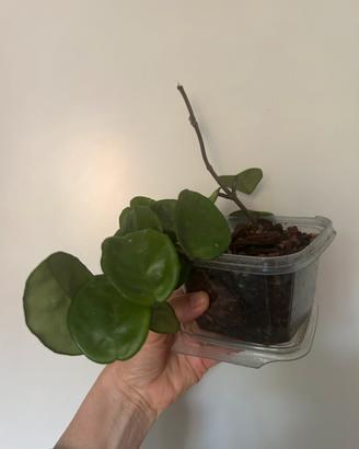 Hoya carnosa Krinkle 8