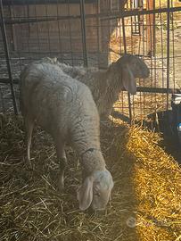 Disponibili pecore bergamasche