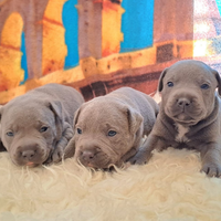 Staffordshire bull Terrier