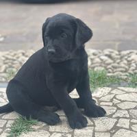 Cuccioli di Labrador Retriever Nero (solo maschi)