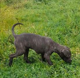 Cane corso