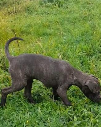 Cane corso