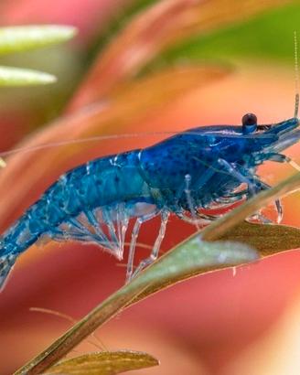 10 Neocaridine: Blu e Gialle - gamberetti nani