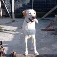 Fagotto Labrador di 2 anni castrato