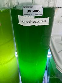 Fitoplancton acquario marino