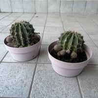 Due vasi con piante Cactus