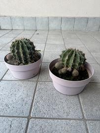 Due vasi con piante Cactus