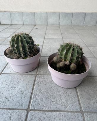 Due vasi con piante Cactus