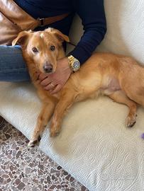 Cane meticcio senza razza color miele