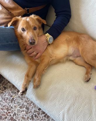 Cane meticcio senza razza color miele