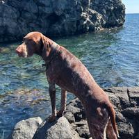 Accoppiamento Bracco tedesco Kurzar GSP