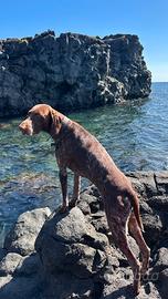 Accoppiamento Bracco tedesco Kurzar GSP