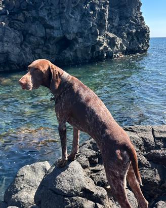 Accoppiamento Bracco tedesco Kurzar GSP