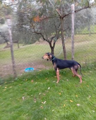 Disponibilità di segugio italiano nero ficato