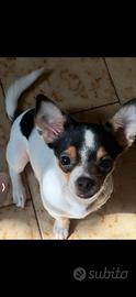 Chihuahua 6 mesi