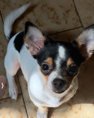 Chihuahua 6 mesi