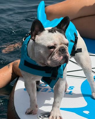 Pablo, Bulldog Francese ENCI per monta