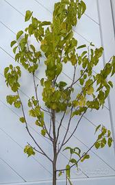 Un albero di gelso di colore viola-nero