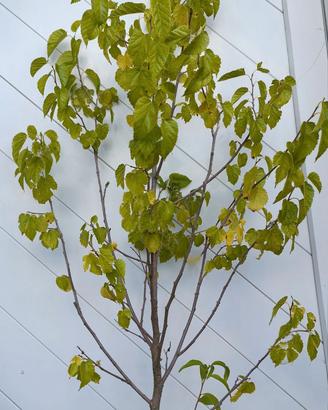 Un albero di gelso di colore viola-nero